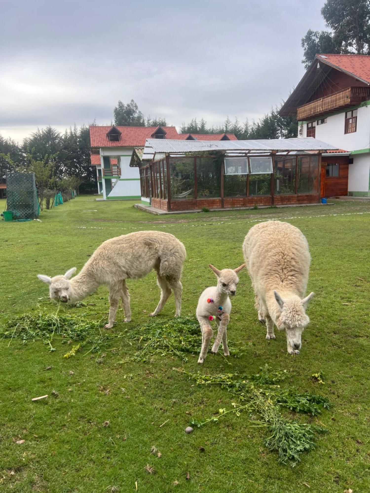 Resort Alapa Huancayo Exteriör bild